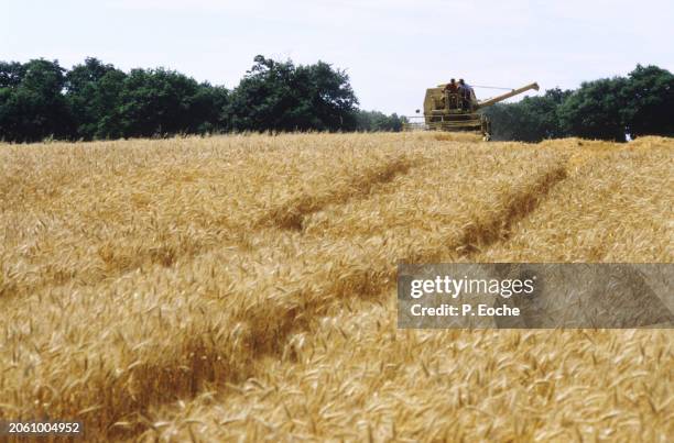 combine harvester in a wheat field - agriculteur blé stock-fotos und bilder