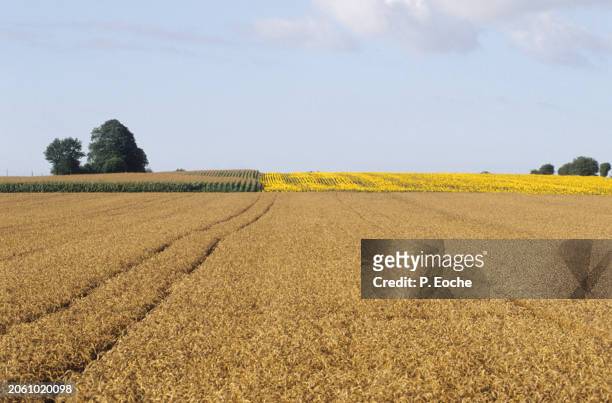 wheat, maize and sunflower fields - agriculteur blé stock-fotos und bilder