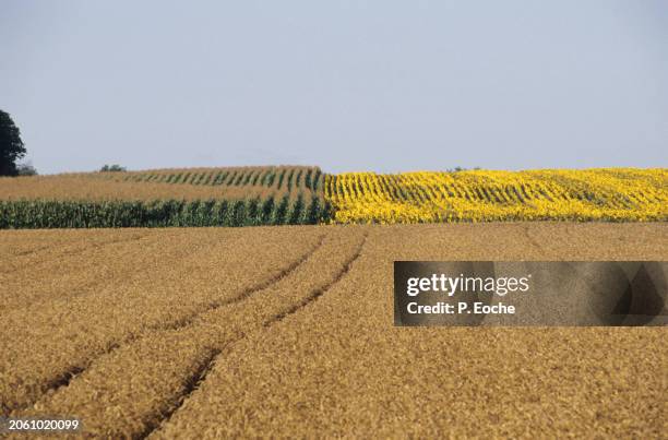 wheat, maize and sunflower fields - agriculteur blé stock-fotos und bilder