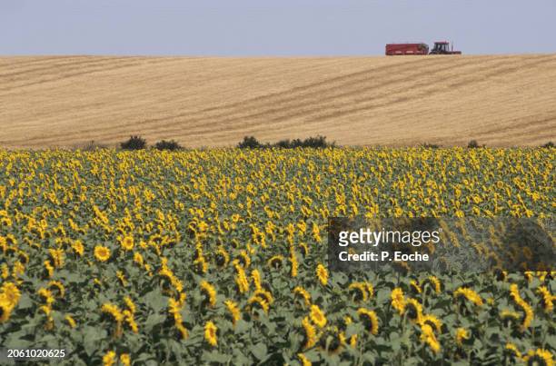 wheat, maize and sunflower fields - agriculteur blé stock pictures, royalty-free photos & images