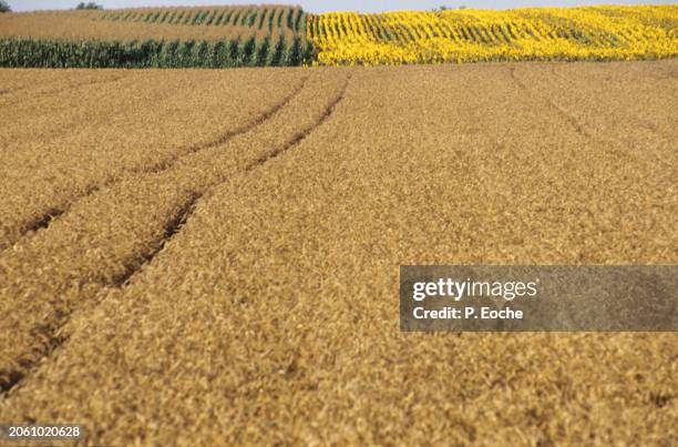 wheat, maize and sunflower fields - agriculteur blé stock-fotos und bilder