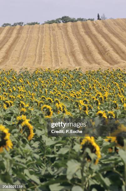 wheat, maize and sunflower fields - agriculteur blé stock-fotos und bilder