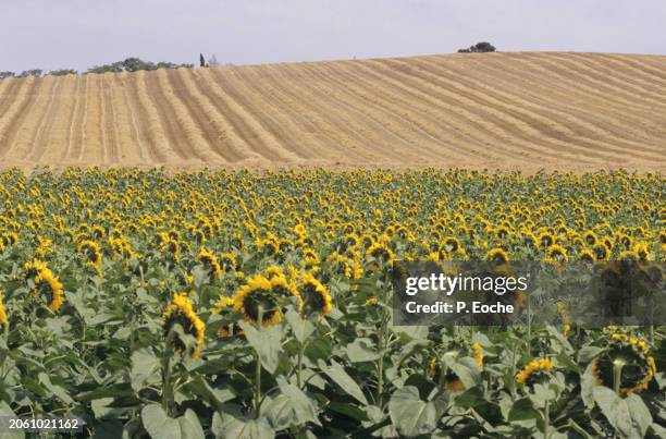 wheat, maize and sunflower fields - agriculteur blé stock-fotos und bilder