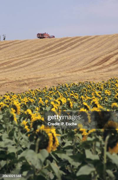 wheat, maize and sunflower fields - agriculteur blé stock-fotos und bilder