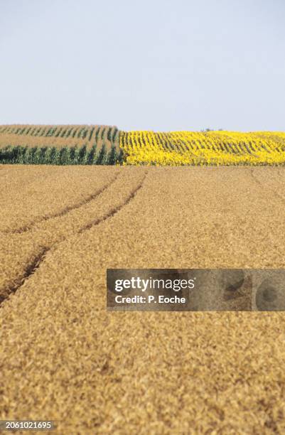 wheat, maize and sunflower fields - agriculteur blé stock-fotos und bilder