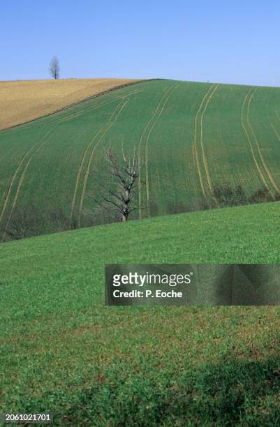 hilly field - agriculteur blé stock-fotos und bilder