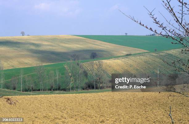 hilly field - agriculteur blé stock-fotos und bilder