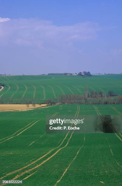 hilly field - agriculteur blé stock-fotos und bilder