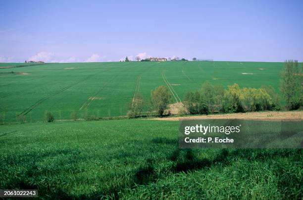 hilly field - agriculteur blé stock-fotos und bilder