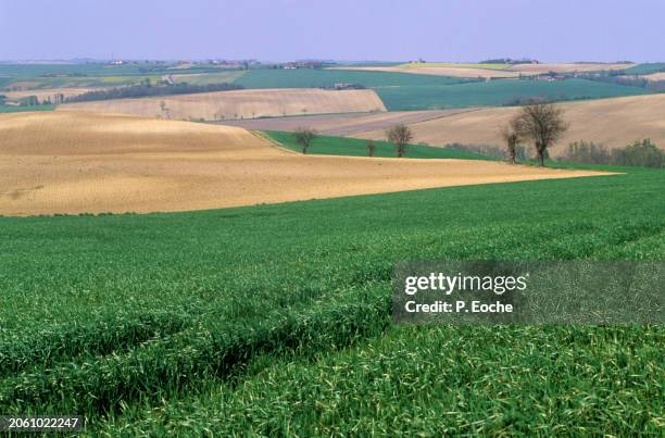 hilly field - agriculteur blé stock pictures, royalty-free photos & images