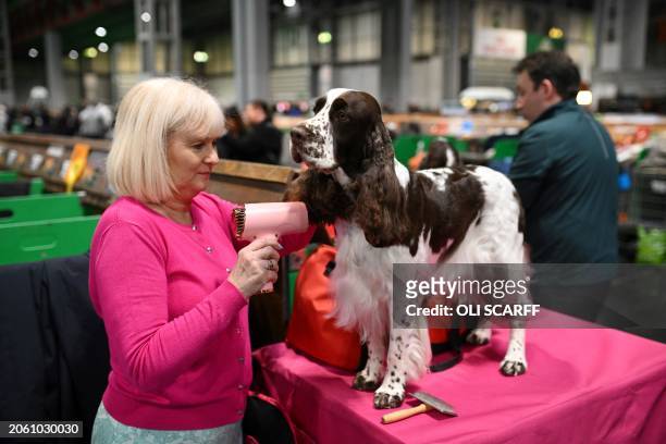 Woman uses a portable hairdryer to dry the ear of her English Springer Spaniel dog before it is judged on the second day of the Crufts dog show at...