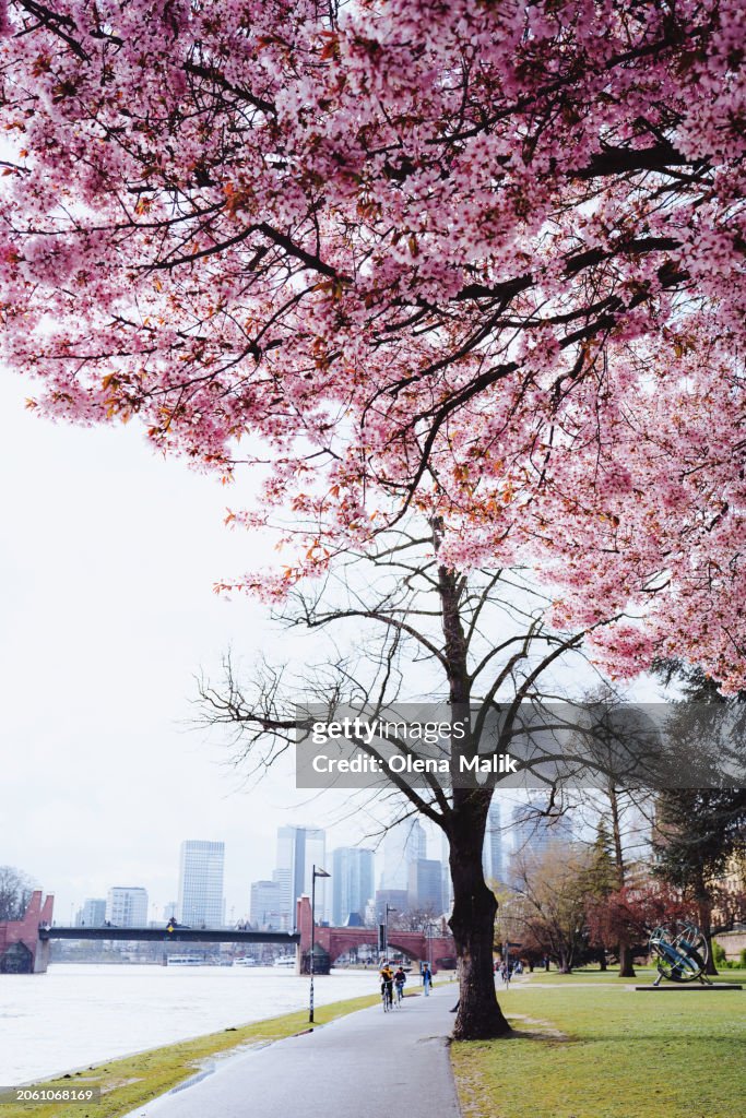 Cherry blossom trees in Frankfurt