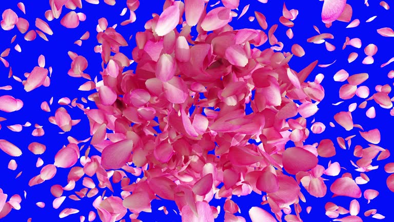 Prim Rose Exploding Exploding rose petals on blue screen and alpha channel mask 동영상 ...