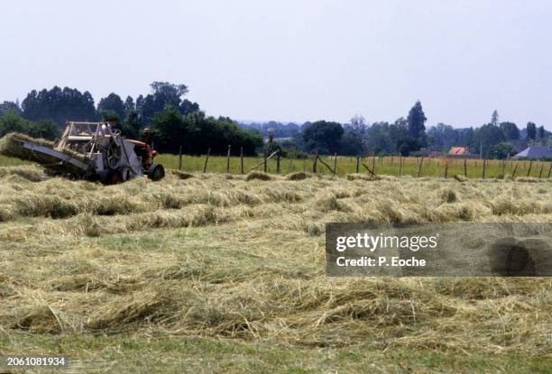 old-fashioned harvesting in a wheat field - agriculteur blé stock-fotos und bilder