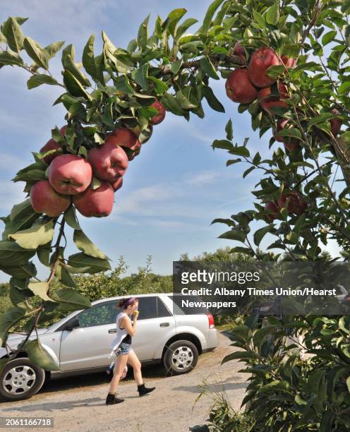 Young woman walks by eating an apple while apple picking at Bowman Orchards on Friday, Sept. 14, 2012 in Rexford, N.Y.