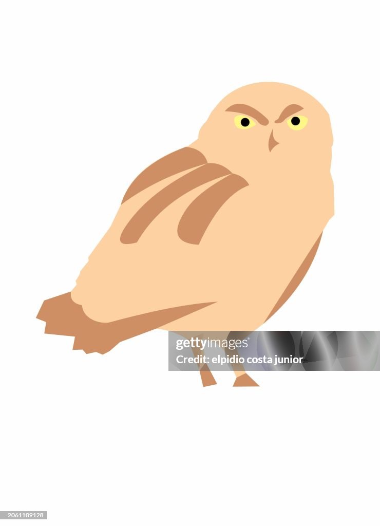 Burrowing owl
