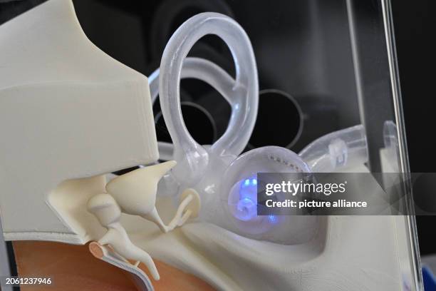 March 2024, Lower Saxony, Göttingen: View of a model of an ear, taken at a press conference on the establishment of a Center for Optogenetic...