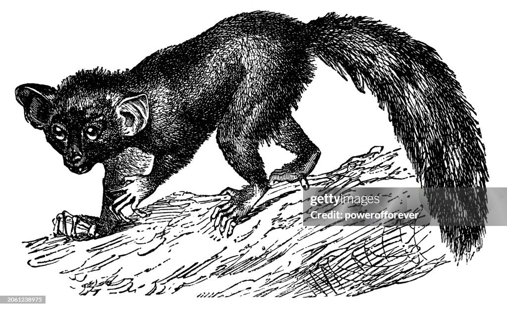 Aye-Aye Lemur (Daubentonia Madagascariensis) - 19th Century
