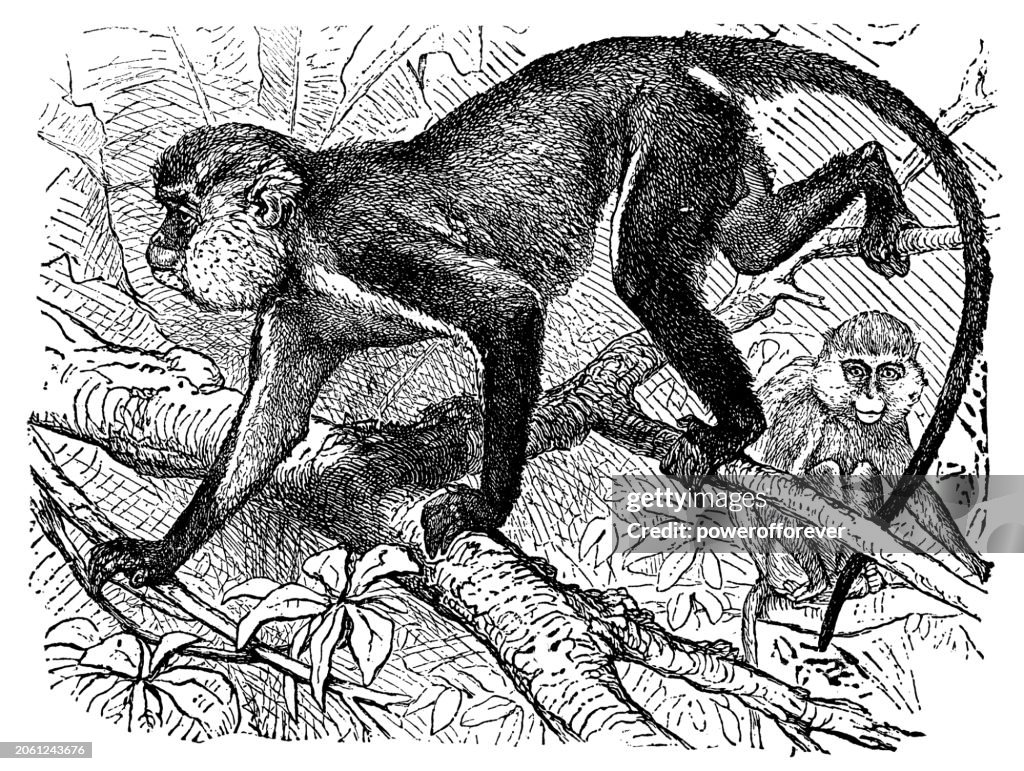 Spix’s Night Monkeys (Aotus Vociferans) - 19th Century