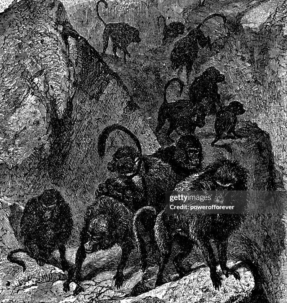A Troop of Chacma Baboons (Papio Ursinus) - 19th Century