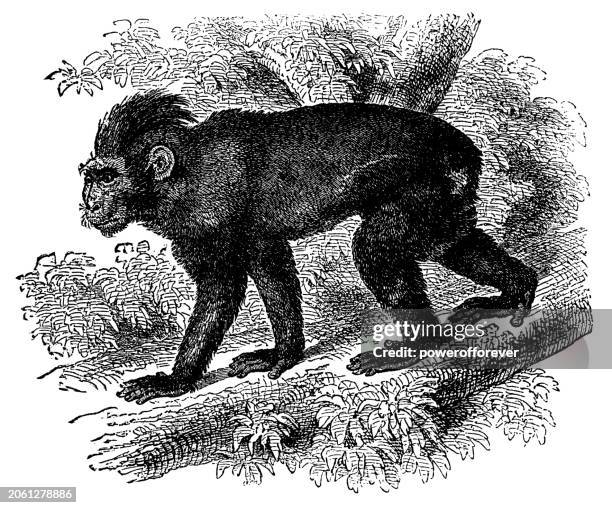 celebes crested macaque monkey (macaca nigra) - 19th century - macaque stock illustrations