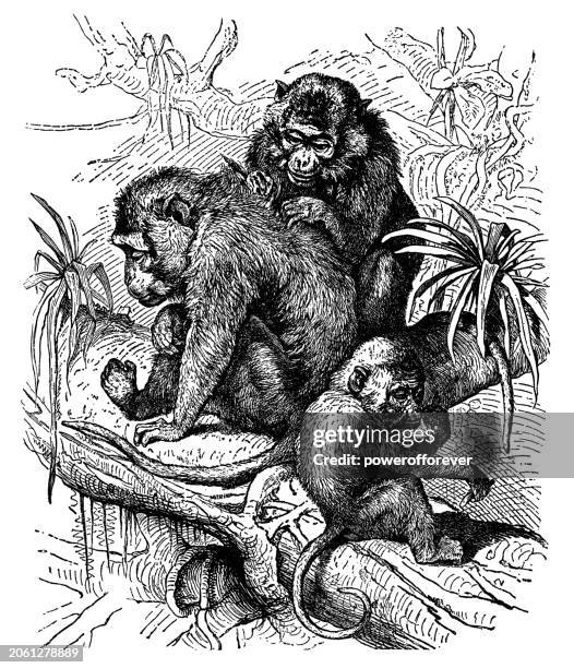 crab-eating macaque monkeys (macaca fascicularis) - 19th century - macaque stock illustrations