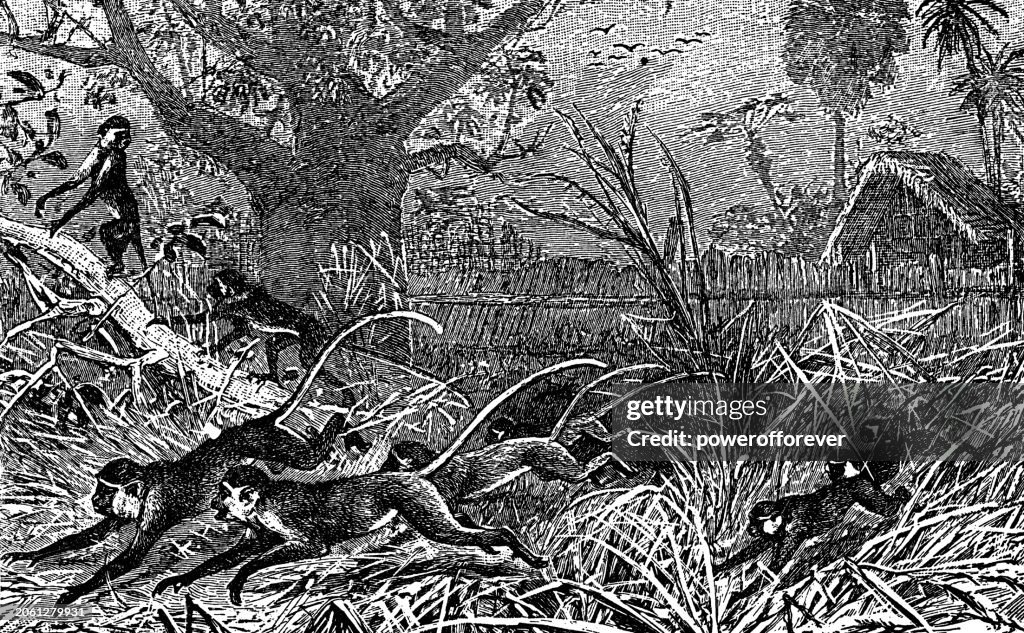 Green Monkeys (Chlorocebus Sabaeus) - 19th Century
