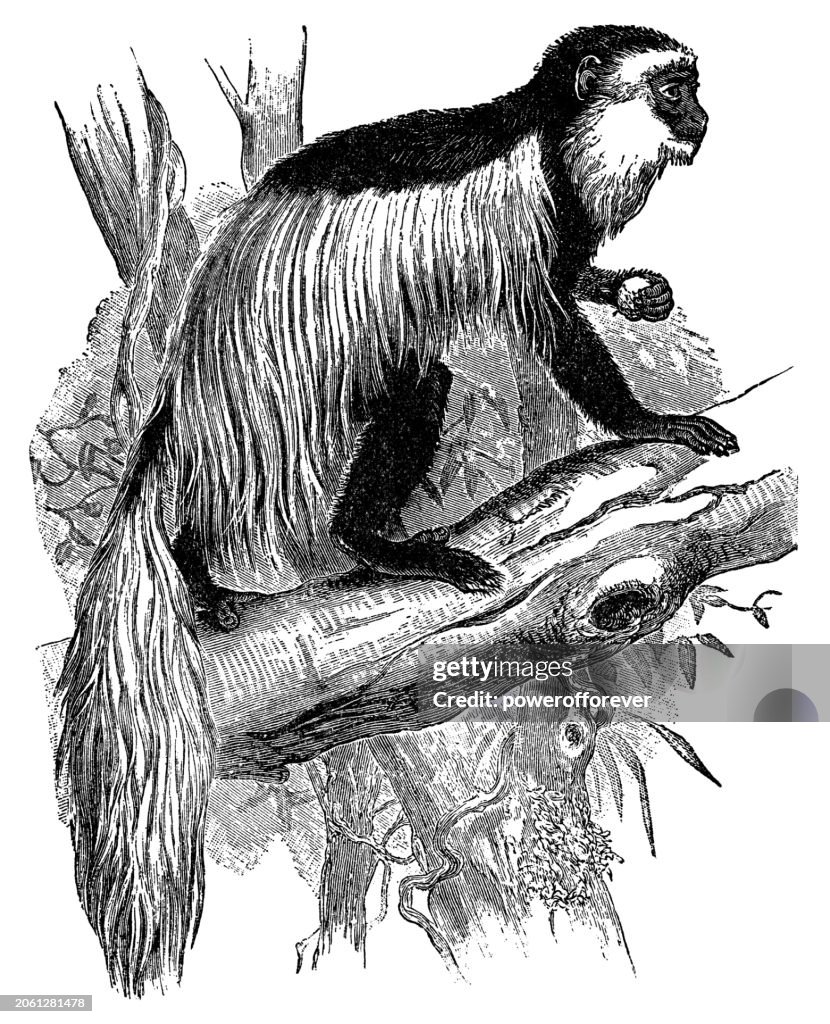 Mantled Guereza Monkey (Colobus Guereza) - 19th Century