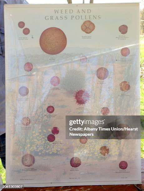 Pollen Database 101 Pollen Count Stock Photos, High-Res Pictures, and Images - Getty Images