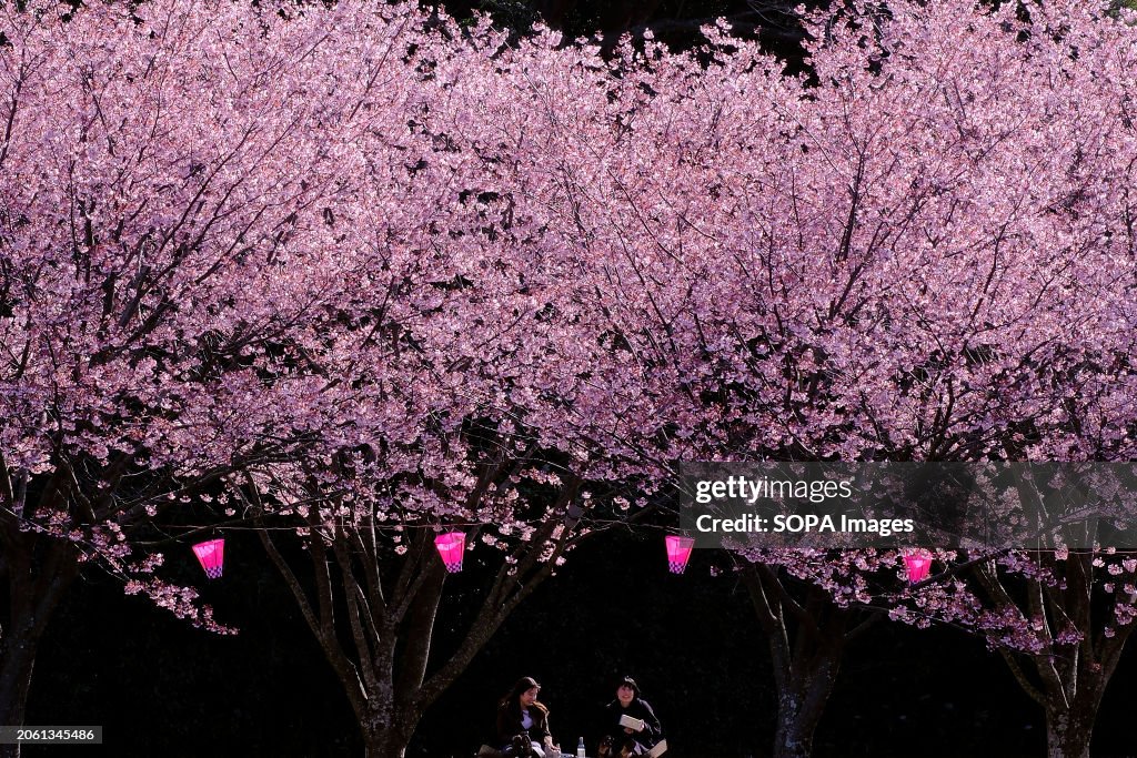 Women spread out their lunch boxes and enjoy hanami (flower...