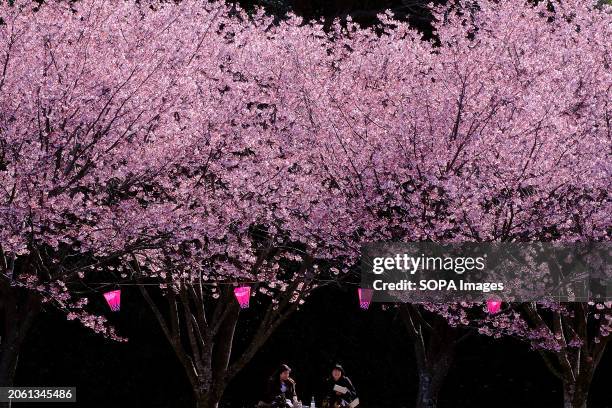 Women spread out their lunch boxes and enjoy hanami under the Kanzakura cherry trees in full bloom in Ueno Park, Tokyo. Kanzakura are cherry trees...