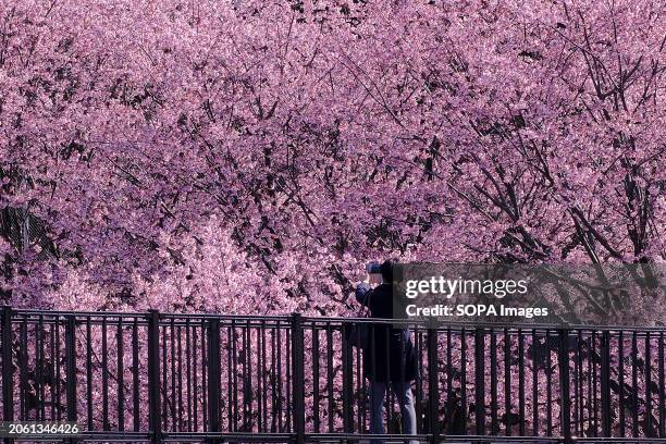 Woman takes photos under the Kanzakura cherry trees in full bloom in Ueno Park, Tokyo. Kanzakura cherry trees herald the early arrival of spring in...