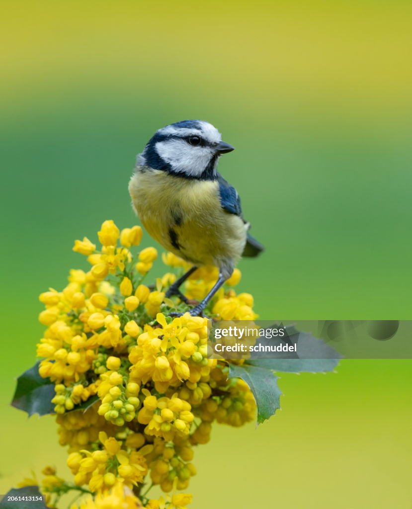 Bluetit in spring