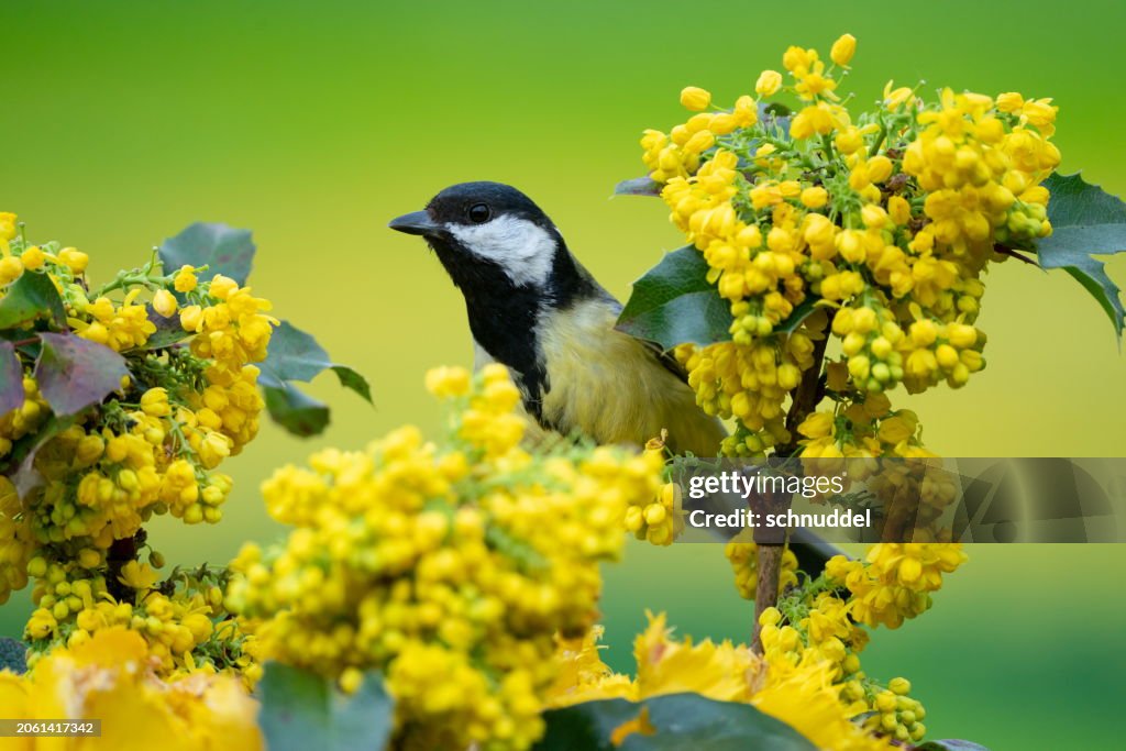 Great tit in spring