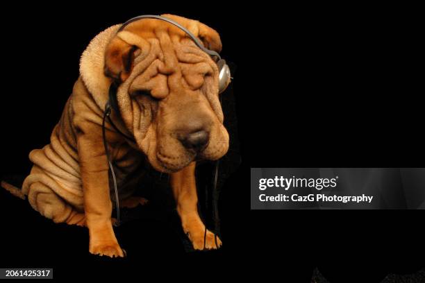 bonnie & clyde shar pei puppies. - drooping stock pictures, royalty-free photos & images