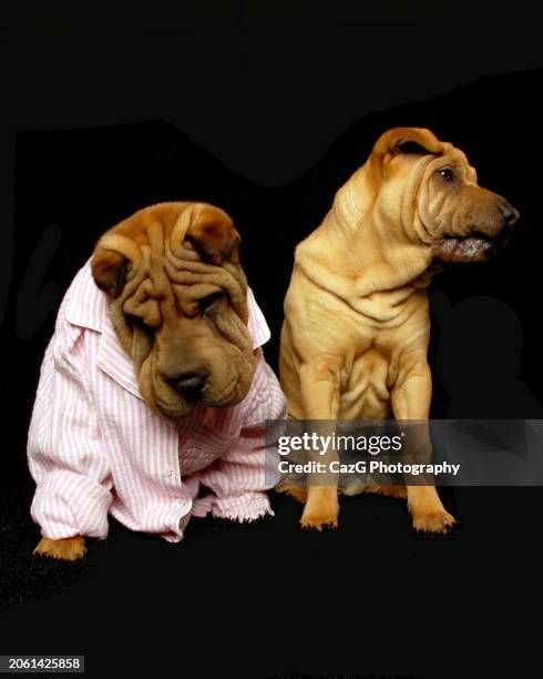 bonnie & clyde shar pei puppies. - drooping stock pictures, royalty-free photos & images