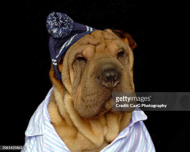 bonnie & clyde shar pei puppies. - drooping stock pictures, royalty-free photos & images