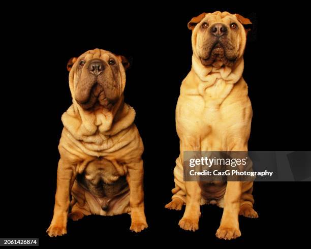 bonnie & clyde shar pei puppies. - drooping stock pictures, royalty-free photos & images