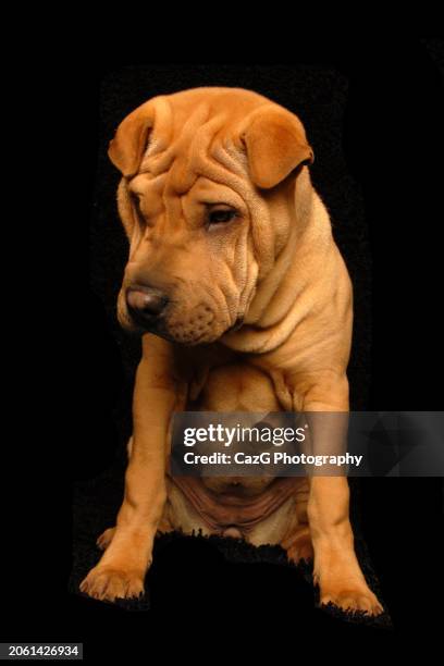 bonnie & clyde shar pei puppies. - drooping stock pictures, royalty-free photos & images