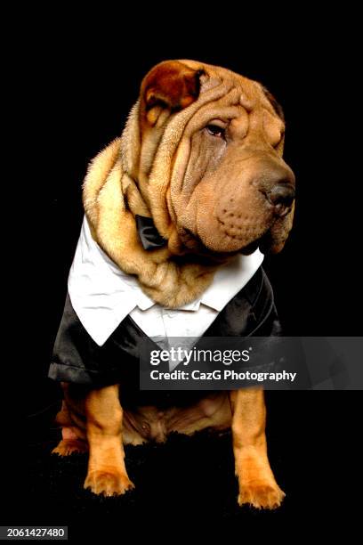 bonnie & clyde shar pei puppies. - drooping stock pictures, royalty-free photos & images