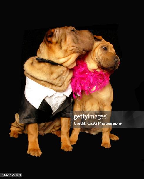 bonnie & clyde shar pei puppies. - drooping stock pictures, royalty-free photos & images