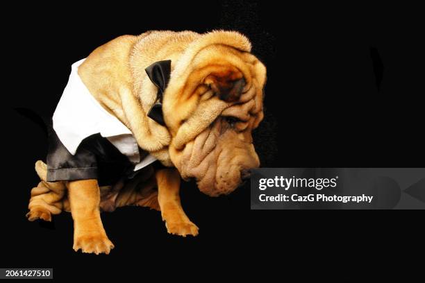 bonnie & clyde shar pei puppies. - drooping stock pictures, royalty-free photos & images