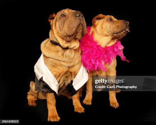 bonnie & clyde shar pei puppies. - drooping stock pictures, royalty-free photos & images