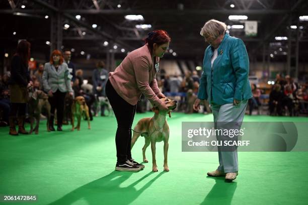 Woman holds her Portuguese Pointer dog as it is judged on the second day of the Crufts dog show at the National Exhibition Centre in Birmingham,...