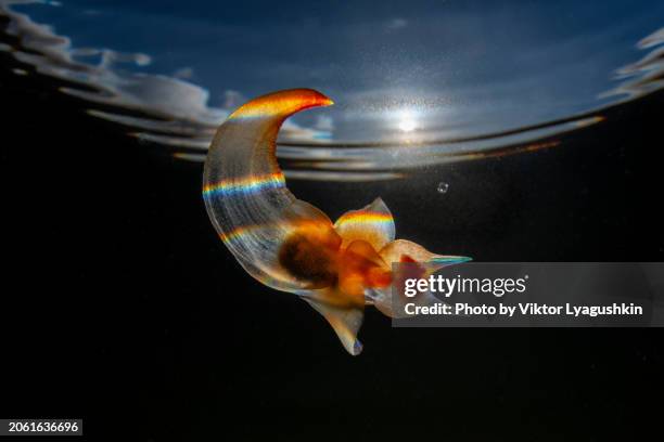 Sea Angel High-Res Stock Photo - Getty Images