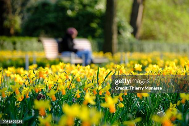 People enjoy the Narcissus jonquilla, also know as the rush daffodil, as they walk in the Parc du Cinquantenaire on March 8, 2024 in Brussels,...