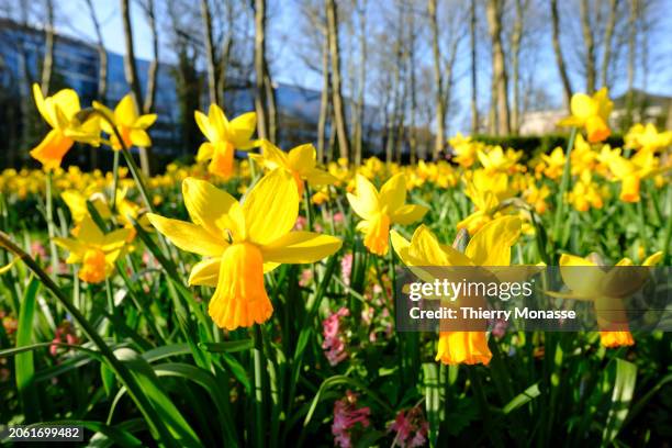 People enjoy the Narcissus jonquilla, also know as the rush daffodil, as they walk in the Parc du Cinquantenaire on March 8, 2024 in Brussels,...