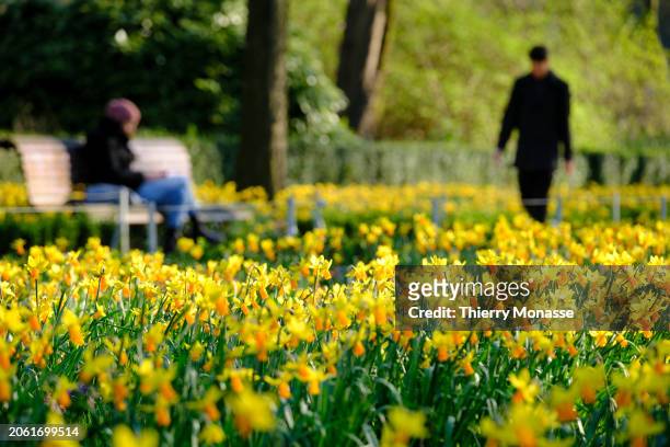 People enjoy the Narcissus jonquilla, also know as the rush daffodil, as they walk in the Parc du Cinquantenaire on March 8, 2024 in Brussels,...