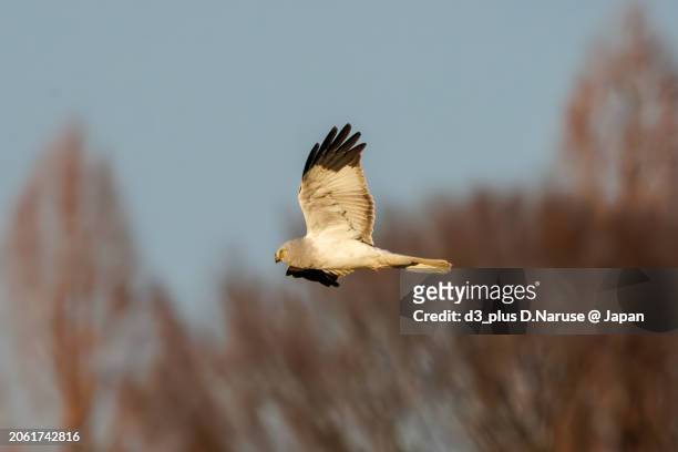 a beautiful northern harrier (circus cyaneus, family comprising hawks) returning to its nest in the evening.

at watarase retarding basin, tochigi, japan,
ramsar convention registered site.
photo by february 12, 2024. - 栃木県 stock pictures, royalty-free photos & images