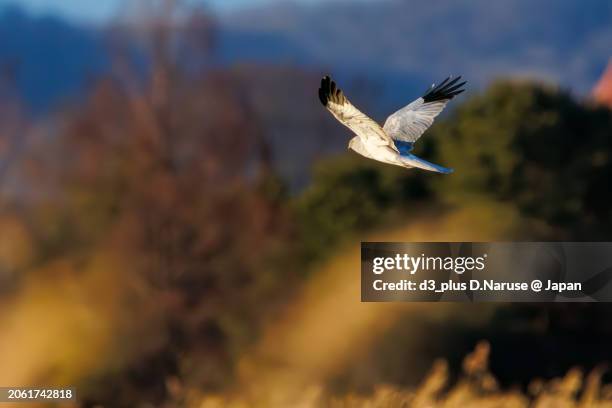 a beautiful northern harrier (circus cyaneus, family comprising hawks) returning to its nest in the evening.

at watarase retarding basin, tochigi, japan,
ramsar convention registered site.
photo by february 12, 2024. - 栃木県 stock-fotos und bilder